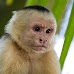 5 Types of Monkeys That Are Legal As Pets in North Carolina
